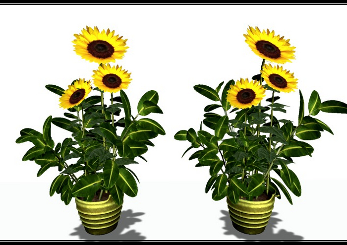 [AE] Garden Store - Sunflower Love