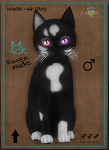 Kitten 17