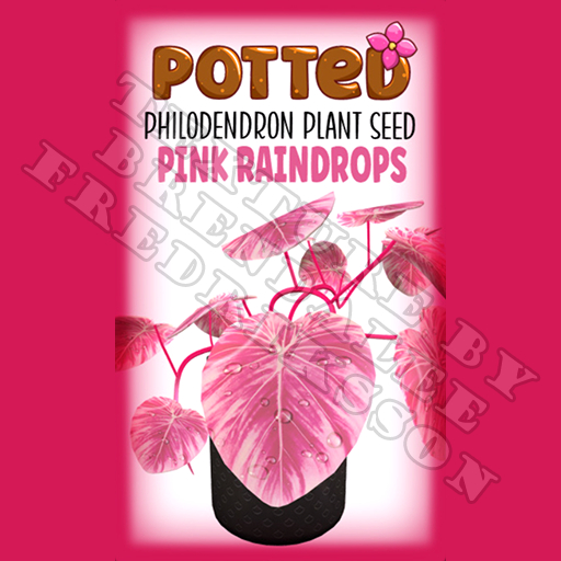 Potted: Philodendron Plant Seed: Pink Raindrops (ACTUAL PLANT SEED)