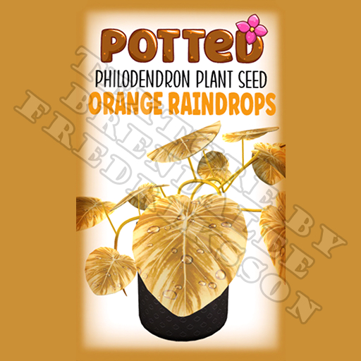 Potted: Philodendron Plant Seed: Orange Raindrops (ACTUAL PLANT SEED)