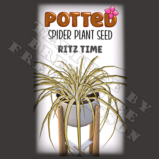 Potted: Spider Plant Seed: Ritz Time (ACTUAL PLANT SEED)