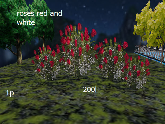 roses red and white  boxed