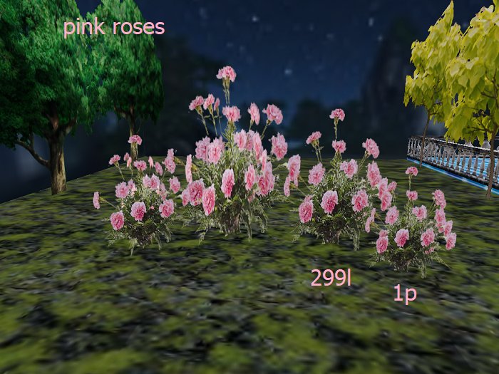 pink roses boxed