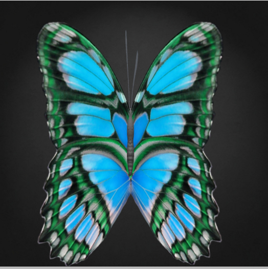 {Papillon} Fe/Sma/Nor/Lin/Butterfly/8thB Cocoon