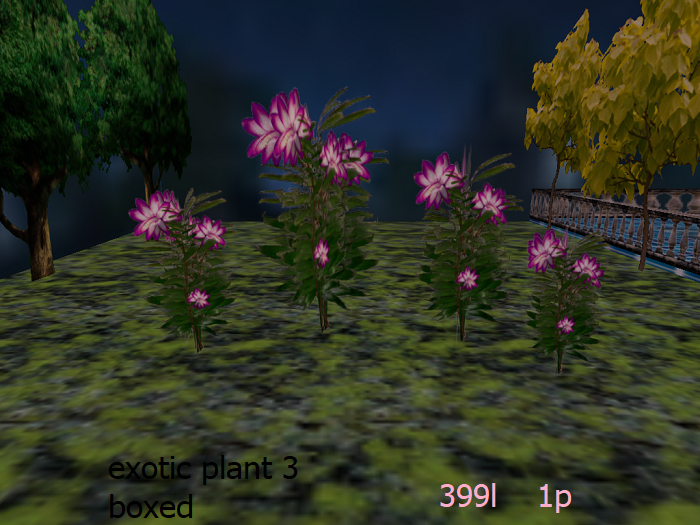 exotic plant 3 boxed