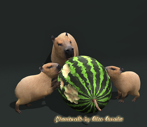 11. Mutresse-Chill Capybaras