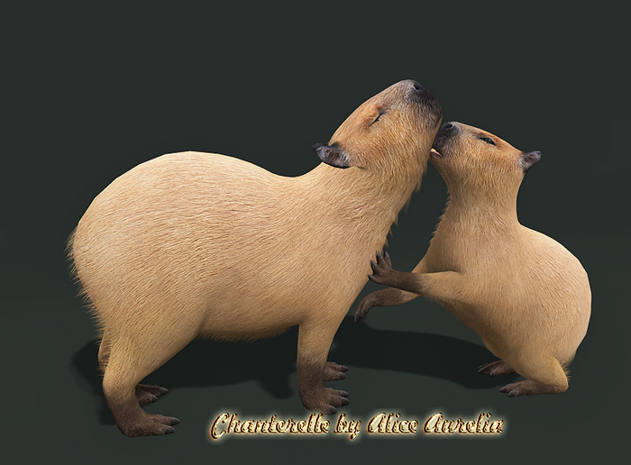 9. Mutresse-Chill Capybaras