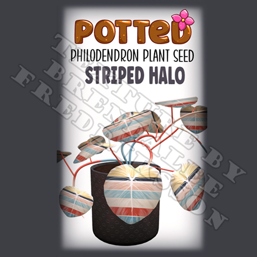 Potted: Philodendron Plant Seed: Striped Halo (ACTUAL PLANT SEED)