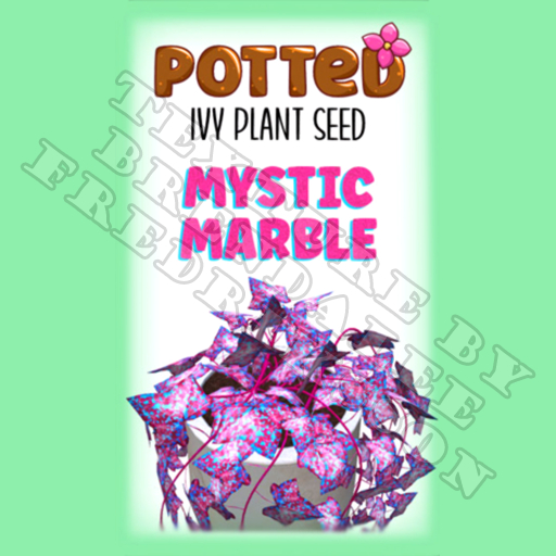 Potted: Ivy Plant Seed: Mystic Marble (ACTUAL PLANT SEED) - Retired!