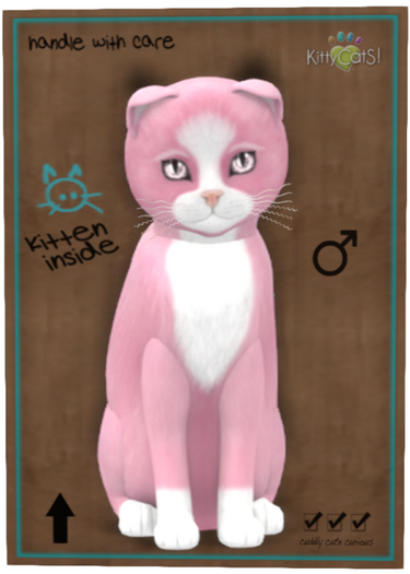 KittyCatS Box - New Born Kitten