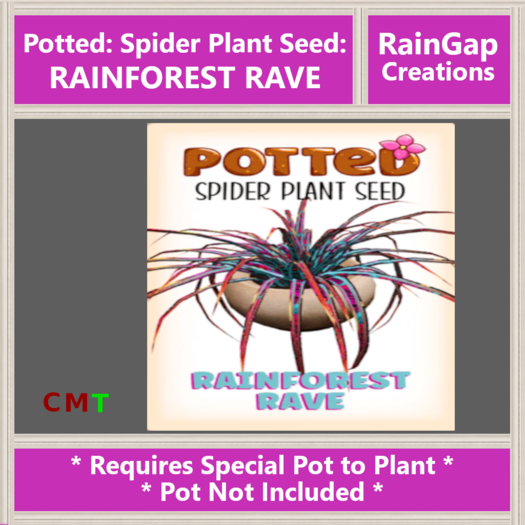 Potted: Spider Plant Seed: Rainforest Rave ACTUAL ITEM