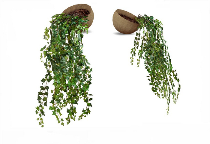 Plant Full Perm
