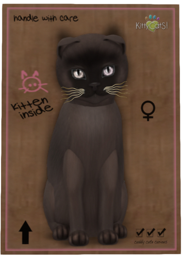 KittyCatS Box - 9TF SCOTTY Burmese Sable LIGHTWAVE