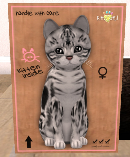 KittyCatS Box - New Born Kitten