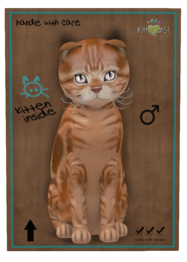 KittyCatS Box - 9TM SCOTTY ASHRedTabby Blush Dusky SWANKY