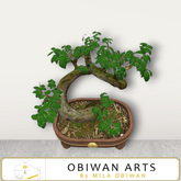 Clara Bonsai