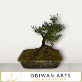 Cristal Bonsai