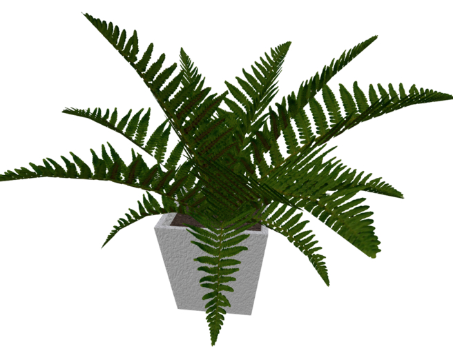 Large Fern Plant in One of a Kind Stucco Pot