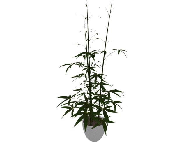 Bamboo Plant in Stucco Pot ~ High Detail