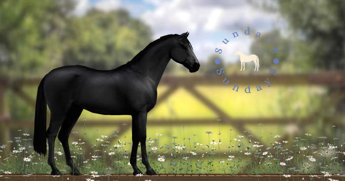 SundayS - Solid Coat - Black