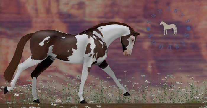 SundayS - Overo Coat - Liver Chestnut