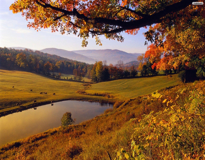autumn 1 - privacy screen