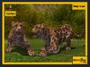 Second Life Marketplace - ::DisturbeD:: Wild Animals - Tiger - FULL ...