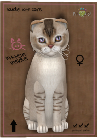 KittyCatS Box - 9TF SCOTTY BurmiChocSS TapRoy Latte DREAMY