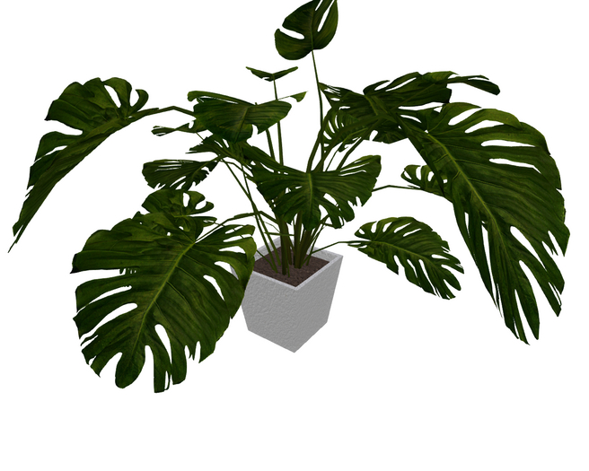 Large Tropical Plant in Stucco Pot HD Tapered 