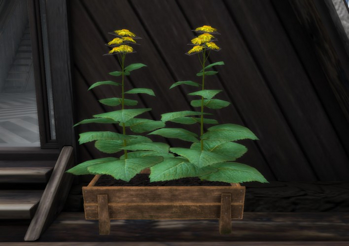 [AE] Home & Garden - Telekia Rustic Potted Plants Yellow