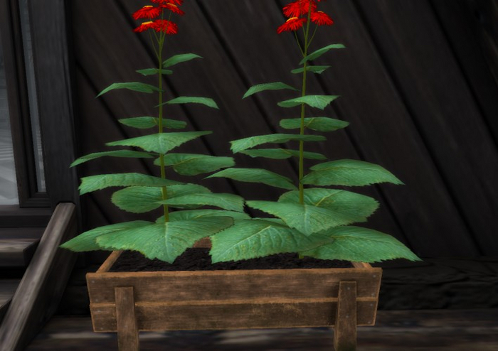 [AE] Home & Garden - Telekia Rustic Potted Plants Red