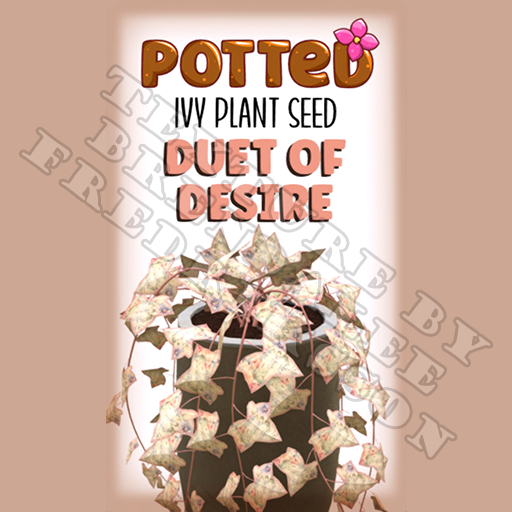 Potted: Ivy Plant Seed: Duet of Desire (ACTUAL PLANT SEED)