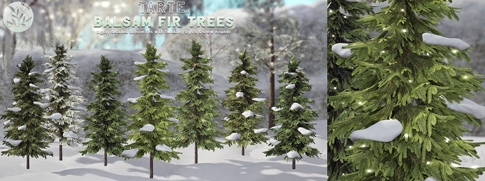 tarte. balsam fir trees