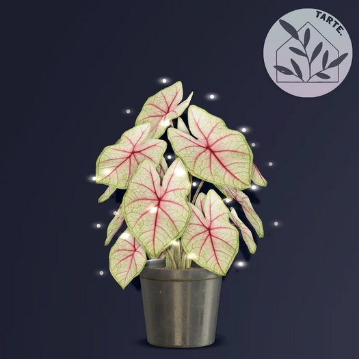 tarte. caladium plant