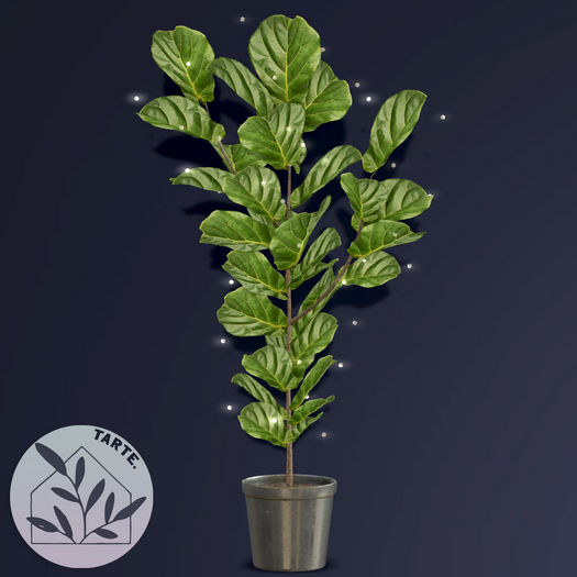 tarte. ficus plant