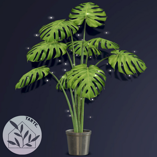 tarte. monstera plant