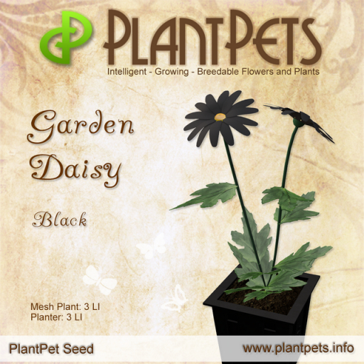 "Rare" PlantPet Garden Daisy *Black*  