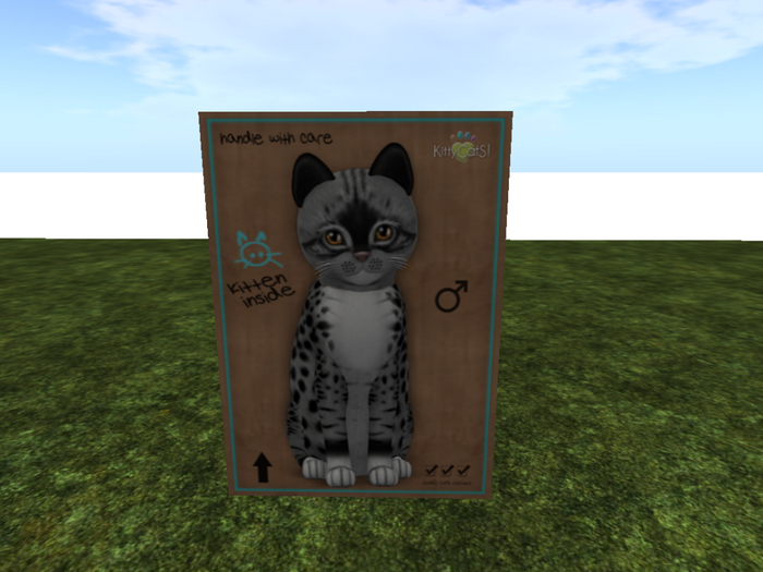 KittyCatS Box - New Born Kitten