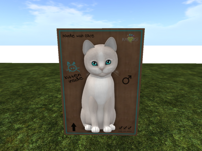 KittyCatS Box - New Born Kitten