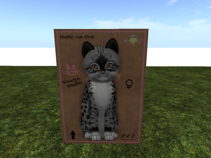 KittyCatS Box - New Born Kitten