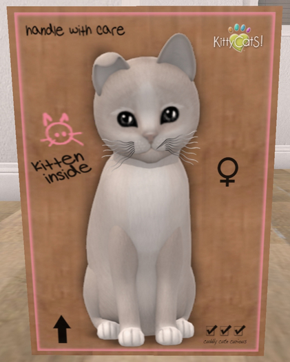 KittyCatS Box - New Born Kitten