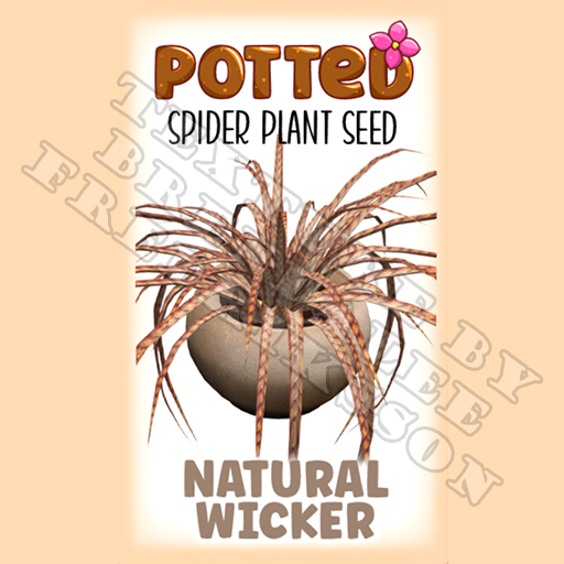 Potted: Spider Plant Seed: Natural Wicker (ACTUAL PLANT SEED) - Retired!