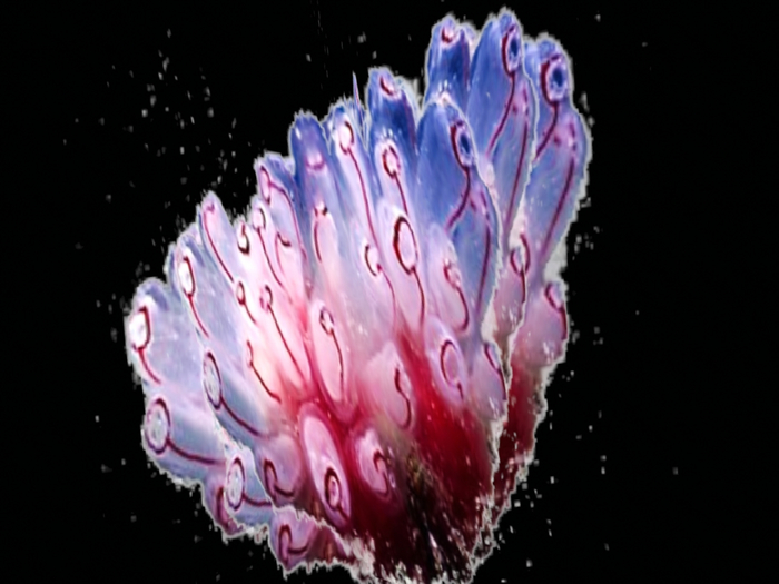 !!!! Sea Coral Realistic Deco  !!!! Blue/Red