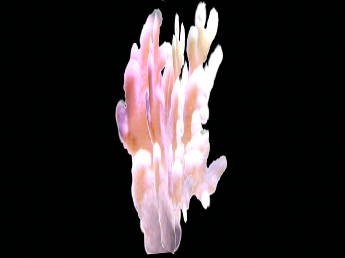 !!!! Sea Coral Realistic Deco  !!!! white/pink
