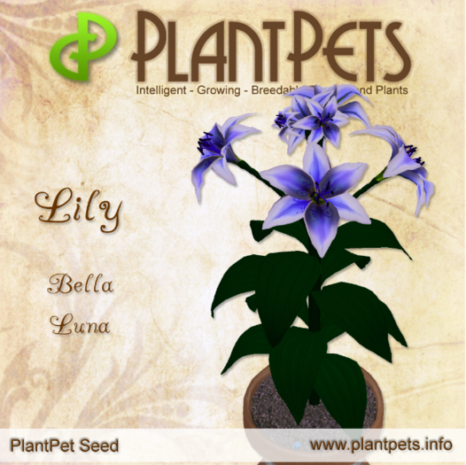 PlantPet Seed [Lily *Bella Luna*]