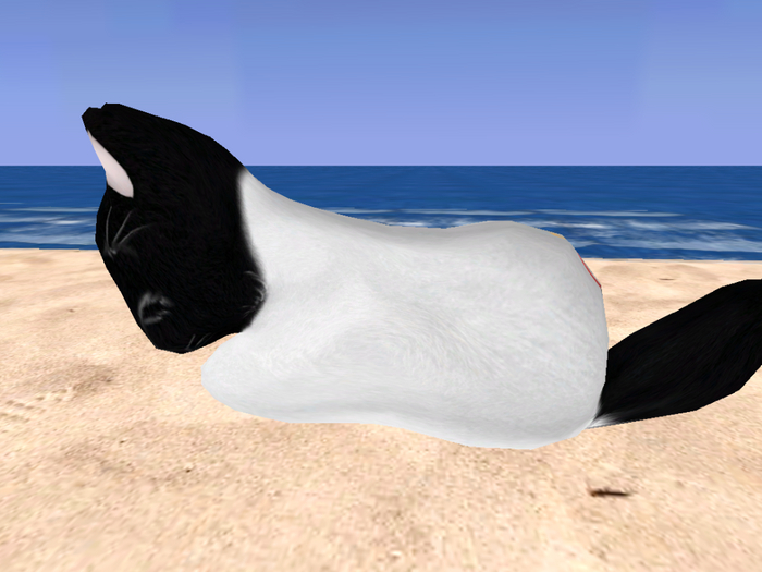 Stray Cats Kitten - Stray Kitty (M)