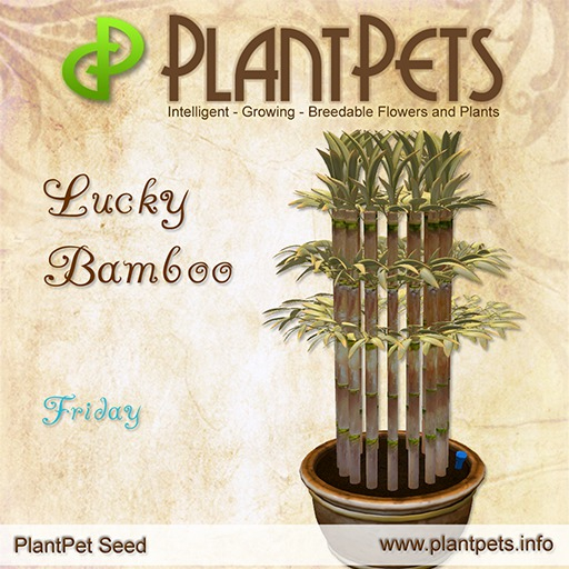 PlantPet Seed [Lucky Bamboo *Friday*]