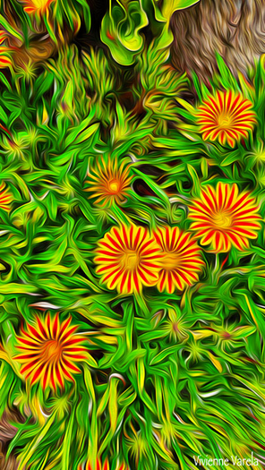 Orange Flowers