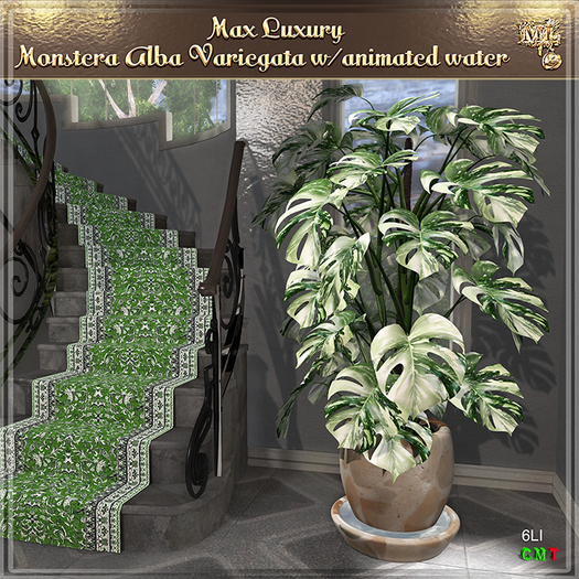 Max Luxury - Monstera Alba Variegata w/animated water