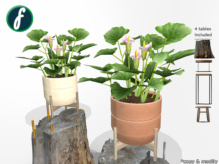 friller Potted Pink Candidissimum Flower Plant